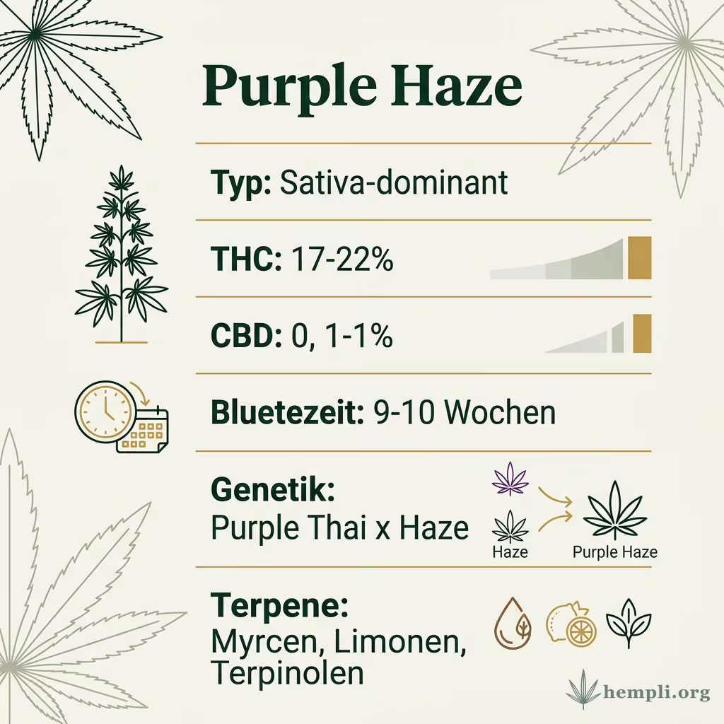 Infografik mit Purple-Haze Key Facts: Typ Sativa-dominant, THC 17-22%, Bluetezeit 9-10 Wochen, Genetik Purple Thai x Haze und Terpene Myrcen, Pinen, Caryophyllen