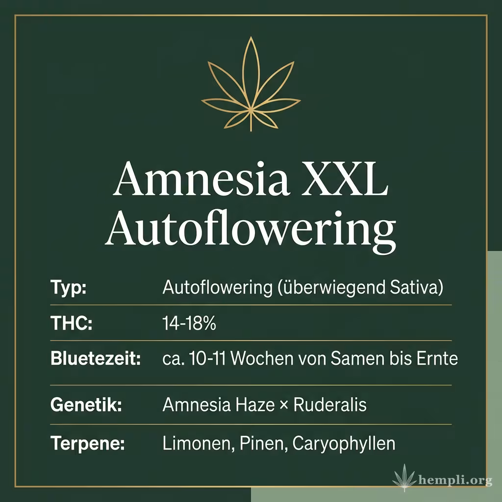 Infografik mit Amnesia XXL Autoflowering Key Facts: Typ Autoflowering (überwiegend Sativa), THC 14-18%, Bluetezeit ca. 10-11 Wochen von Samen bis Ernte, Genetik Amnesia Haze × Ruderalis und Terpene Limonen, Pinen, Caryophyllen