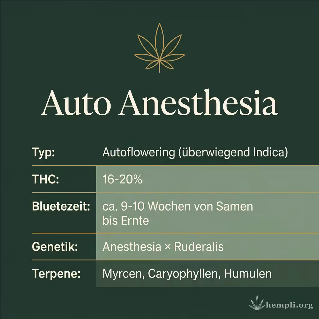 Infografik mit Auto Anesthesia Key Facts: Typ Autoflowering (überwiegend Indica), THC 16-20%, Bluetezeit ca. 9-10 Wochen von Samen bis Ernte, Genetik Anesthesia × Ruderalis und Terpene Myrcen, Caryophyllen, Humulen