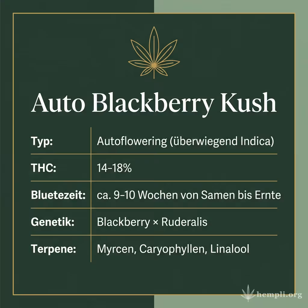 Infografik mit Auto Blackberry Kush Key Facts: Typ Autoflowering (überwiegend Indica), THC 14-18%, Bluetezeit ca. 9-10 Wochen von Samen bis Ernte, Genetik Blackberry × Ruderalis und Terpene Myrcen, Caryophyllen, Linalool