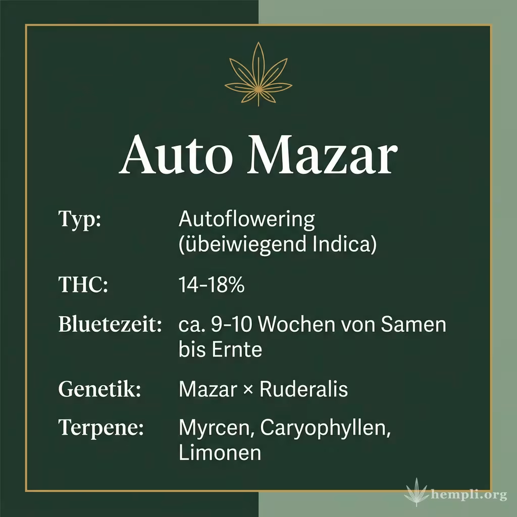 Infografik mit Auto Mazar Key Facts: Typ Autoflowering (überwiegend Indica), THC 14-18%, Bluetezeit ca. 9-10 Wochen von Samen bis Ernte, Genetik Mazar × Ruderalis und Terpene Myrcen, Caryophyllen, Limonen