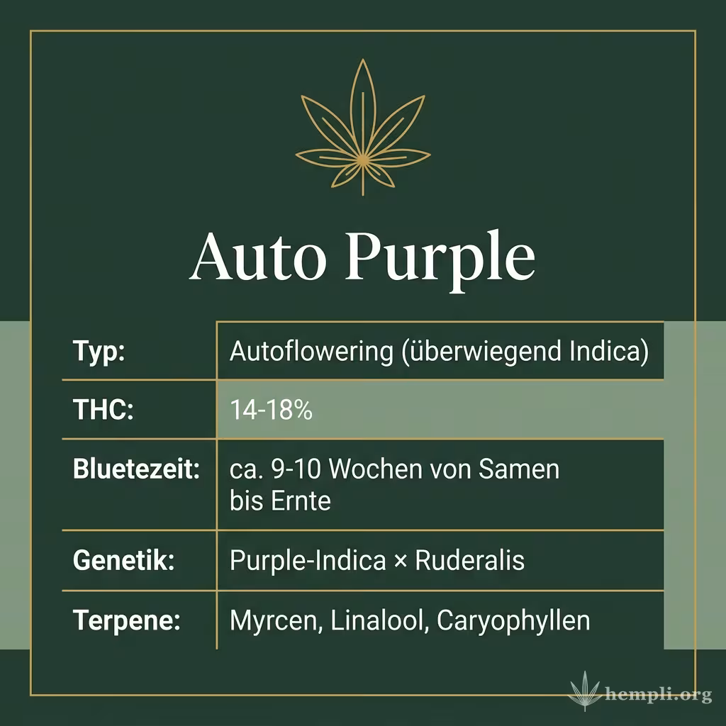 Infografik mit Auto Purple Key Facts: Typ Autoflowering (überwiegend Indica), THC 14-18%, Bluetezeit ca. 9-10 Wochen von Samen bis Ernte, Genetik Purple-Indica × Ruderalis und Terpene Myrcen, Linalool, Caryophyllen