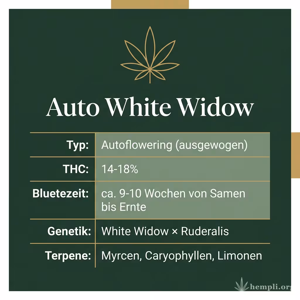 Infografik mit Auto White Widow Key Facts: Typ Autoflowering (ausgewogen), THC 14-18%, Bluetezeit ca. 9-10 Wochen von Samen bis Ernte, Genetik White Widow × Ruderalis und Terpene Myrcen, Caryophyllen, Limonen