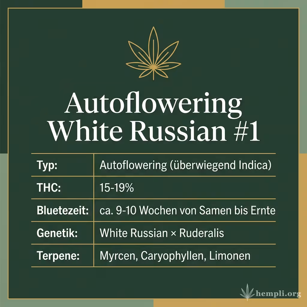 Infografik mit Autoflowering White Russian #1 Key Facts: Typ Autoflowering (überwiegend Indica), THC 15-19%, Bluetezeit ca. 9-10 Wochen von Samen bis Ernte, Genetik White Russian × Ruderalis und Terpene Myrcen, Caryophyllen, Limonen