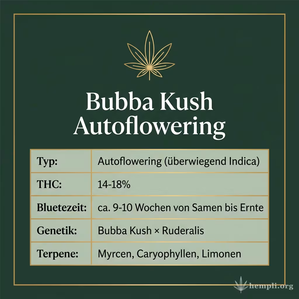 Infografik mit Bubba Kush Autoflowering Key Facts: Typ Autoflowering (überwiegend Indica), THC 14-18%, Bluetezeit ca. 9-10 Wochen von Samen bis Ernte, Genetik Bubba Kush × Ruderalis und Terpene Myrcen, Caryophyllen, Limonen