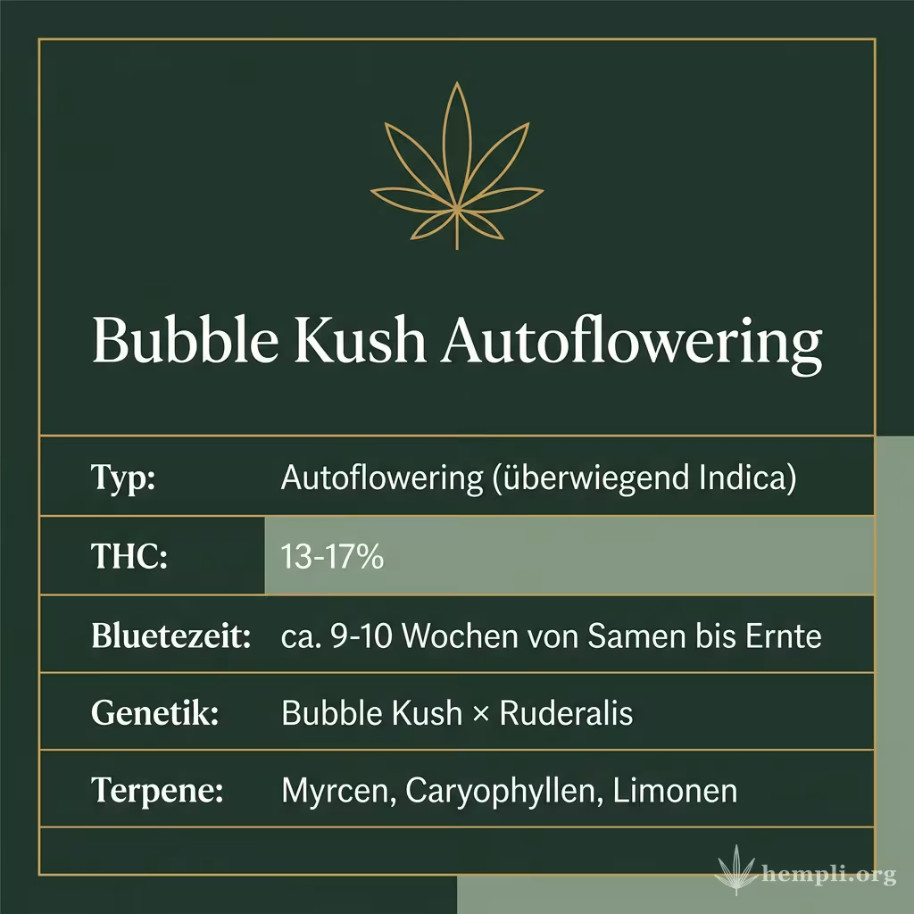 Infografik mit Bubble Kush Autoflowering Key Facts: Typ Autoflowering (überwiegend Indica), THC 13-17%, Bluetezeit ca. 9-10 Wochen von Samen bis Ernte, Genetik Bubble Kush × Ruderalis und Terpene Myrcen, Caryophyllen, Limonen