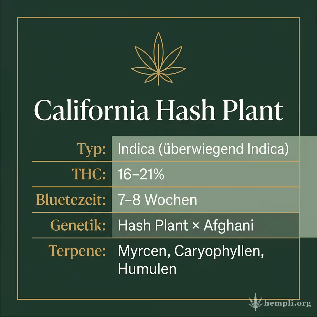Infografik mit California Hash Plant Key Facts: Typ Indica (überwiegend Indica), THC 16-21%, Bluetezeit 7-8 Wochen, Genetik Hash Plant × Afghani und Terpene Myrcen, Caryophyllen, Humulen