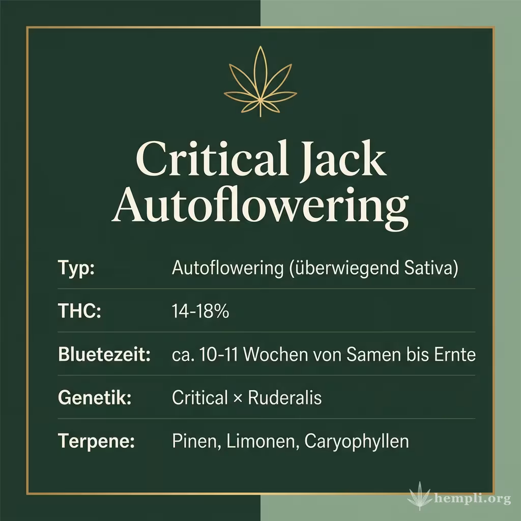 Infografik mit Critical Jack Autoflowering Key Facts: Typ Autoflowering (überwiegend Sativa), THC 14-18%, Bluetezeit ca. 10-11 Wochen von Samen bis Ernte, Genetik Critical × Ruderalis und Terpene Pinen, Limonen, Caryophyllen