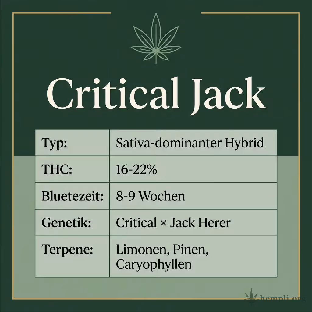 Infografik mit Critical Jack Key Facts: Typ Sativa-dominanter Hybrid, THC 16-22%, Bluetezeit 8-9 Wochen, Genetik Critical × Jack Herer und Terpene Limonen, Pinen, Caryophyllen