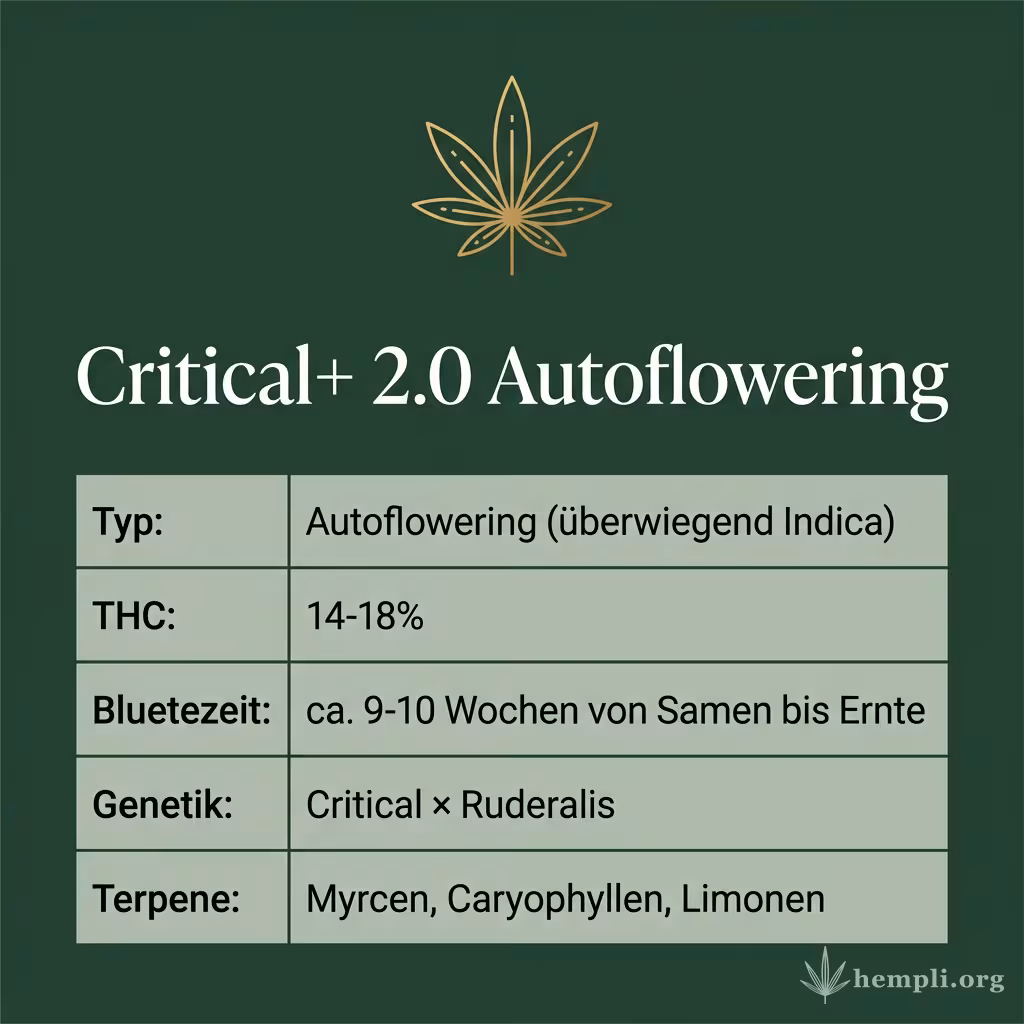 Infografik mit Critical+ 2.0 Autoflowering Key Facts: Typ Autoflowering (überwiegend Indica), THC 14-18%, Bluetezeit ca. 9-10 Wochen von Samen bis Ernte, Genetik Critical × Ruderalis und Terpene Myrcen, Caryophyllen, Limonen