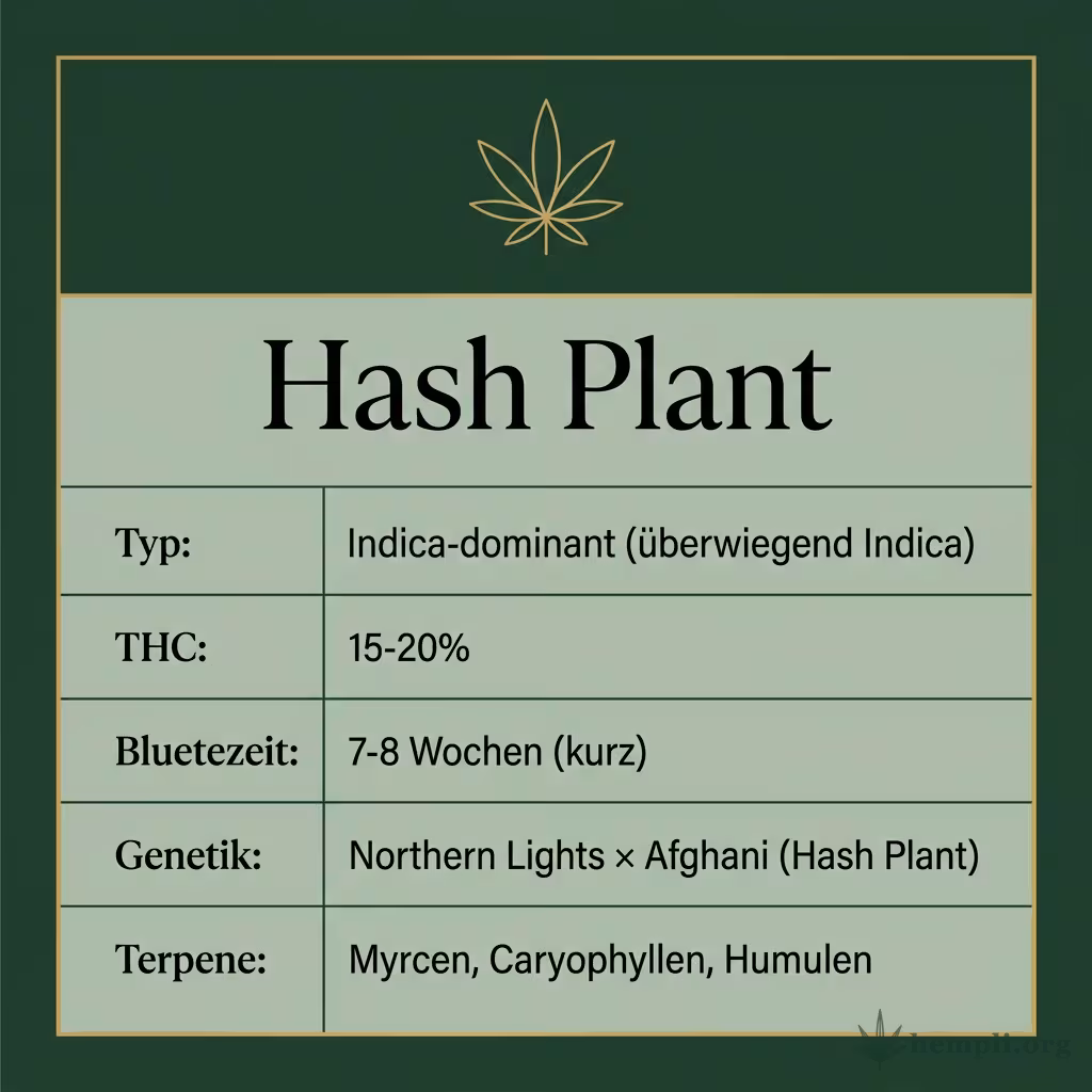 Infografik mit Hash-Plant Key Facts: Typ reine Indica, THC 15-20%, Bluetezeit 7-8 Wochen, Genetik Northern Lights x Afghani und Terpene Myrcen, Caryophyllen, Humulen