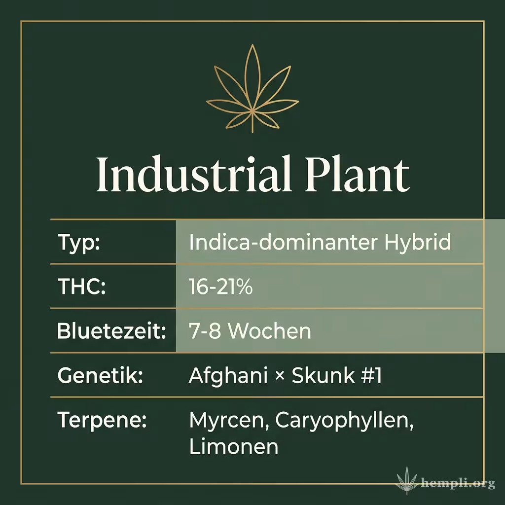 Infografik mit Industrial Plant Key Facts: Typ Indica-dominanter Hybrid, THC 16-21%, Bluetezeit 7-8 Wochen, Genetik Afghani × Skunk #1 und Terpene Myrcen, Caryophyllen, Limonen