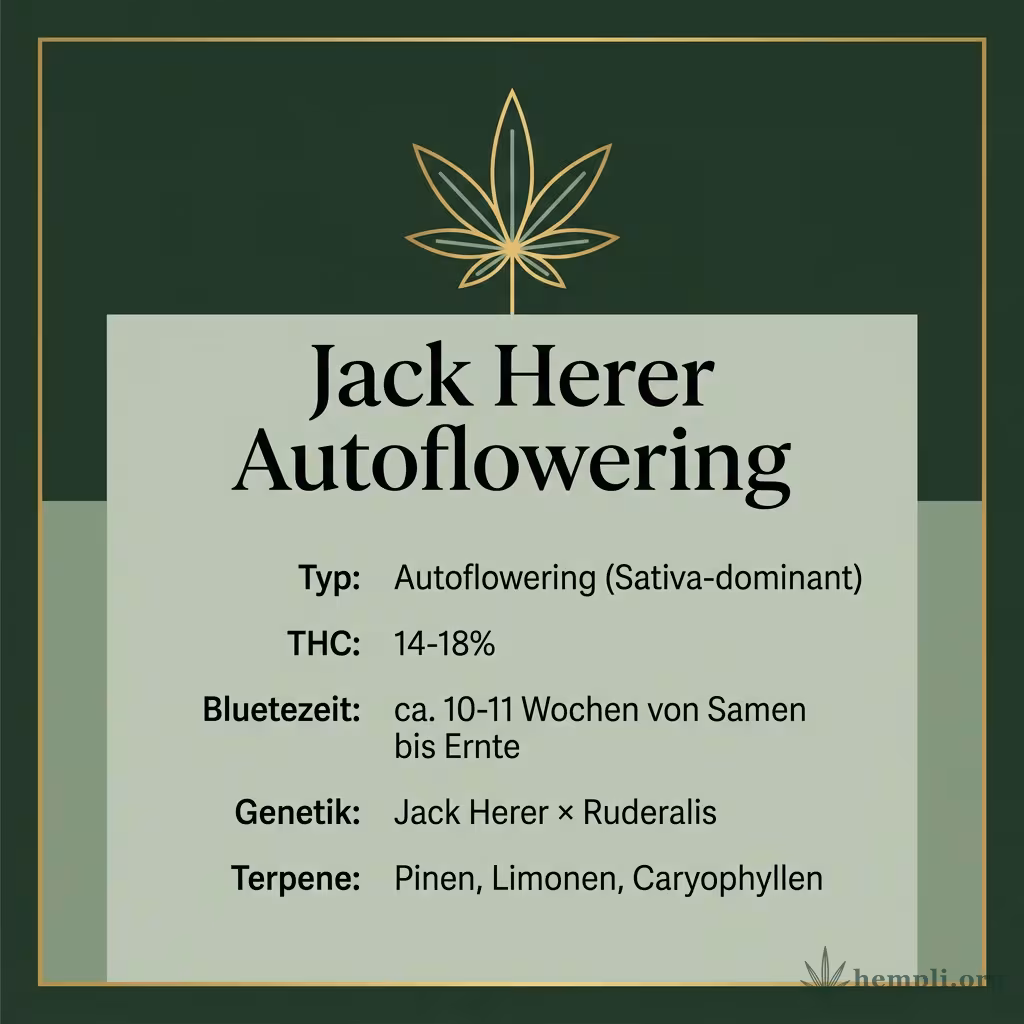 Infografik mit Jack Herer Autoflowering Key Facts: Typ Autoflowering (Sativa-dominant), THC 14-18%, Bluetezeit ca. 10-11 Wochen von Samen bis Ernte, Genetik Jack Herer × Ruderalis und Terpene Pinen, Limonen, Caryophyllen