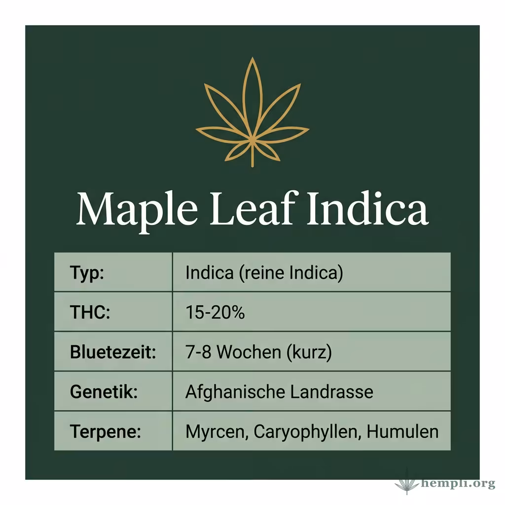 Infografik mit Maple Leaf Indica Key Facts: Typ Indica (reine Indica), THC 15-20%, Bluetezeit 7-8 Wochen (kurz), Genetik Afghanische Landrasse und Terpene Myrcen, Caryophyllen, Humulen