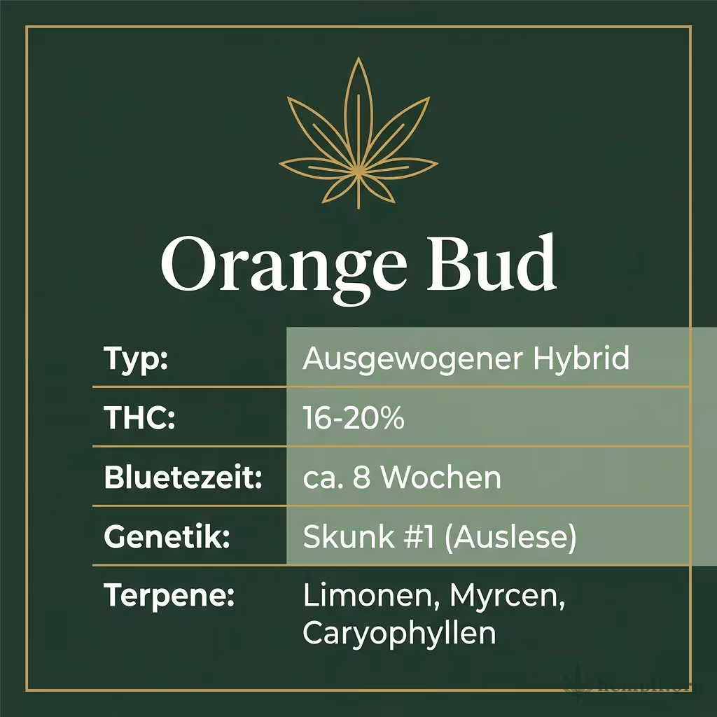 Infografik mit Orange Bud Key Facts: Typ Ausgewogener Hybrid, THC 16-20%, Bluetezeit ca. 8 Wochen, Genetik Skunk #1 (Auslese) und Terpene Limonen, Myrcen, Caryophyllen