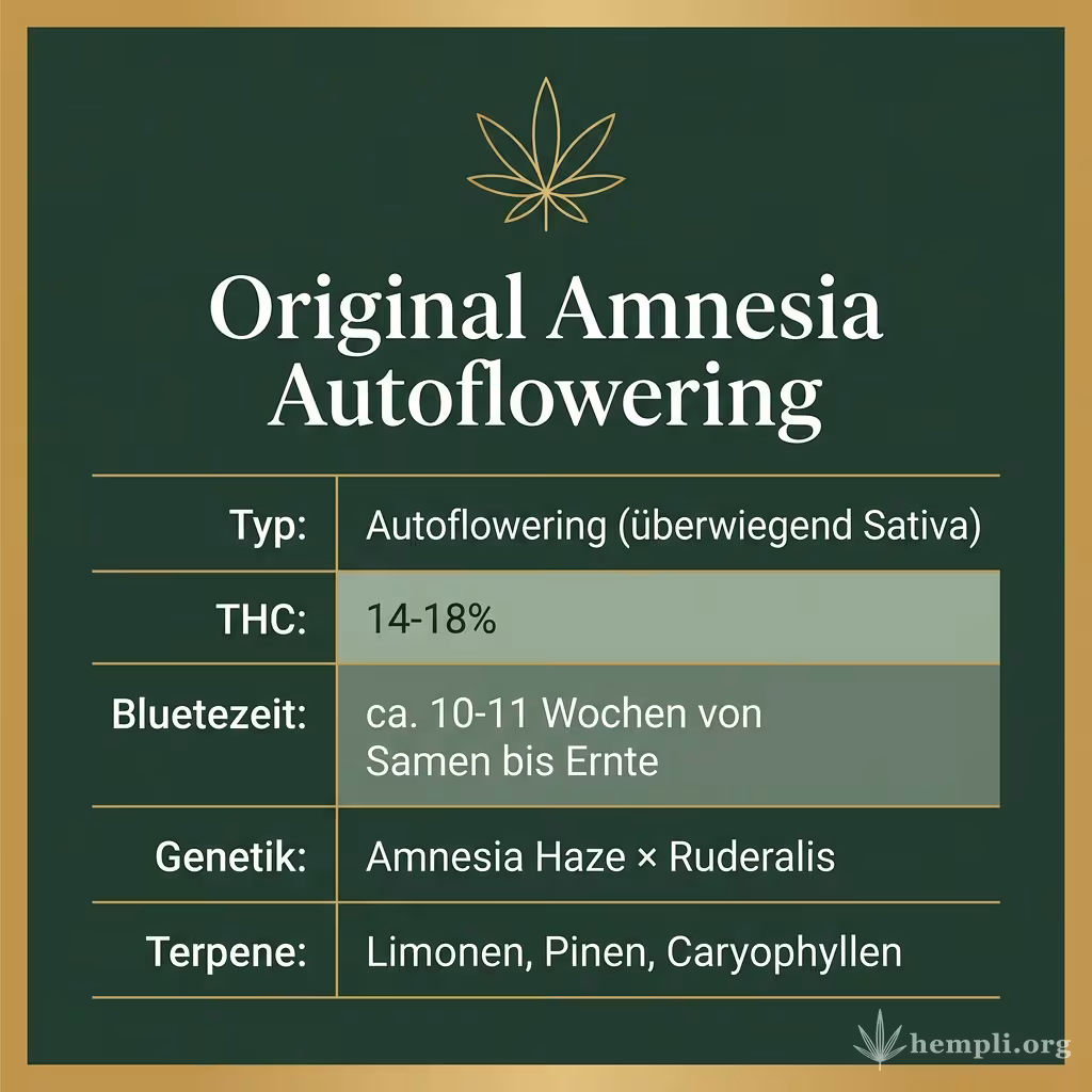 Infografik mit Original Amnesia Autoflowering Key Facts: Typ Autoflowering (überwiegend Sativa), THC 14-18%, Bluetezeit ca. 10-11 Wochen von Samen bis Ernte, Genetik Amnesia Haze × Ruderalis und Terpene Limonen, Pinen, Caryophyllen