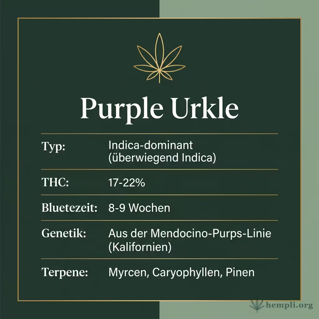 Infografik mit Purple-Urkle Key Facts: Typ Indica-dominant, THC 17-22%, Bluetezeit 8-9 Wochen, Genetik Mendocino-Purps-Linie und Terpene Myrcen, Caryophyllen, Pinen