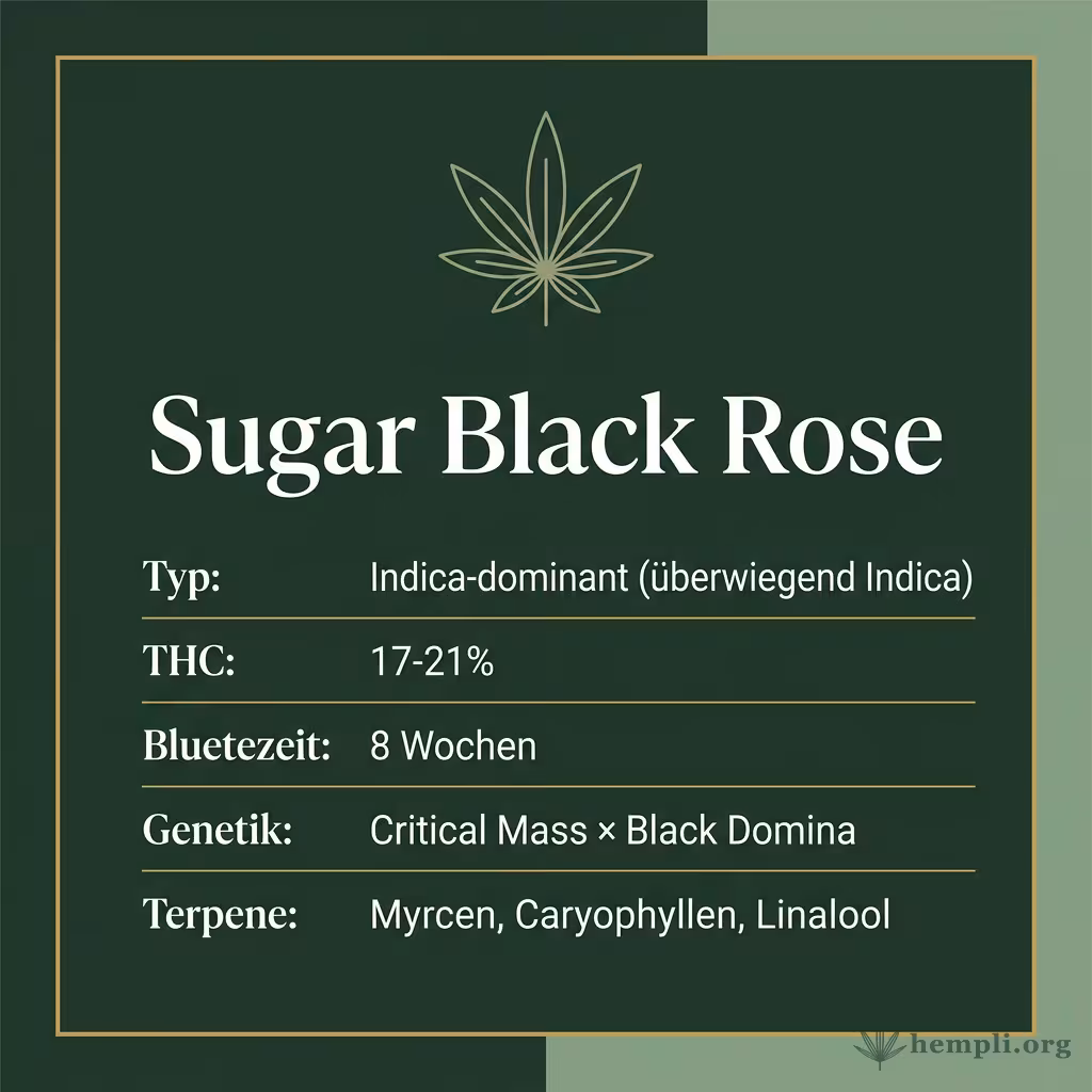 Infografik mit Sugar Black Rose Key Facts: Typ Indica-dominant (überwiegend Indica), THC 17-21%, Bluetezeit 8 Wochen, Genetik Critical Mass × Black Domina und Terpene Myrcen, Caryophyllen, Linalool