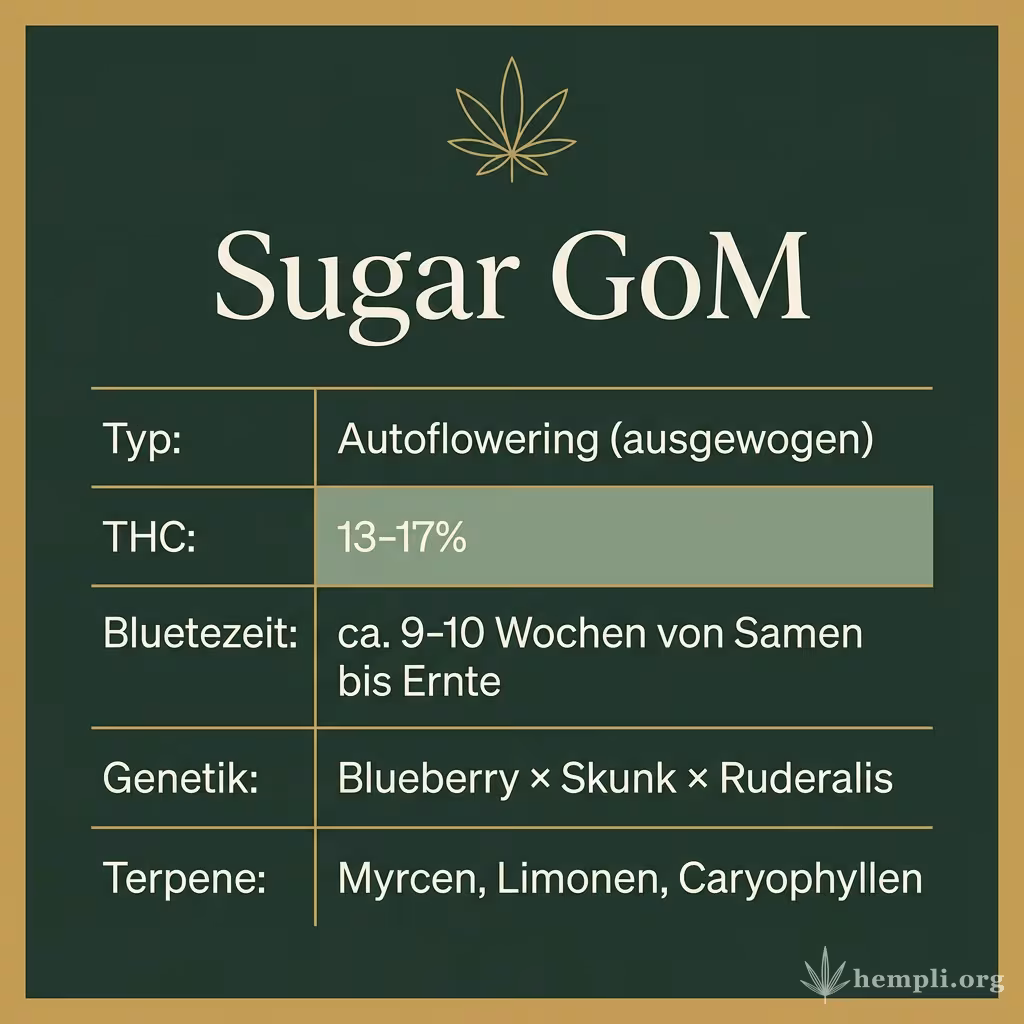 Infografik mit Sugar GoM Key Facts: Typ Autoflowering (ausgewogen), THC 13-17%, Bluetezeit ca. 9-10 Wochen von Samen bis Ernte, Genetik Blueberry × Skunk × Ruderalis und Terpene Myrcen, Limonen, Caryophyllen