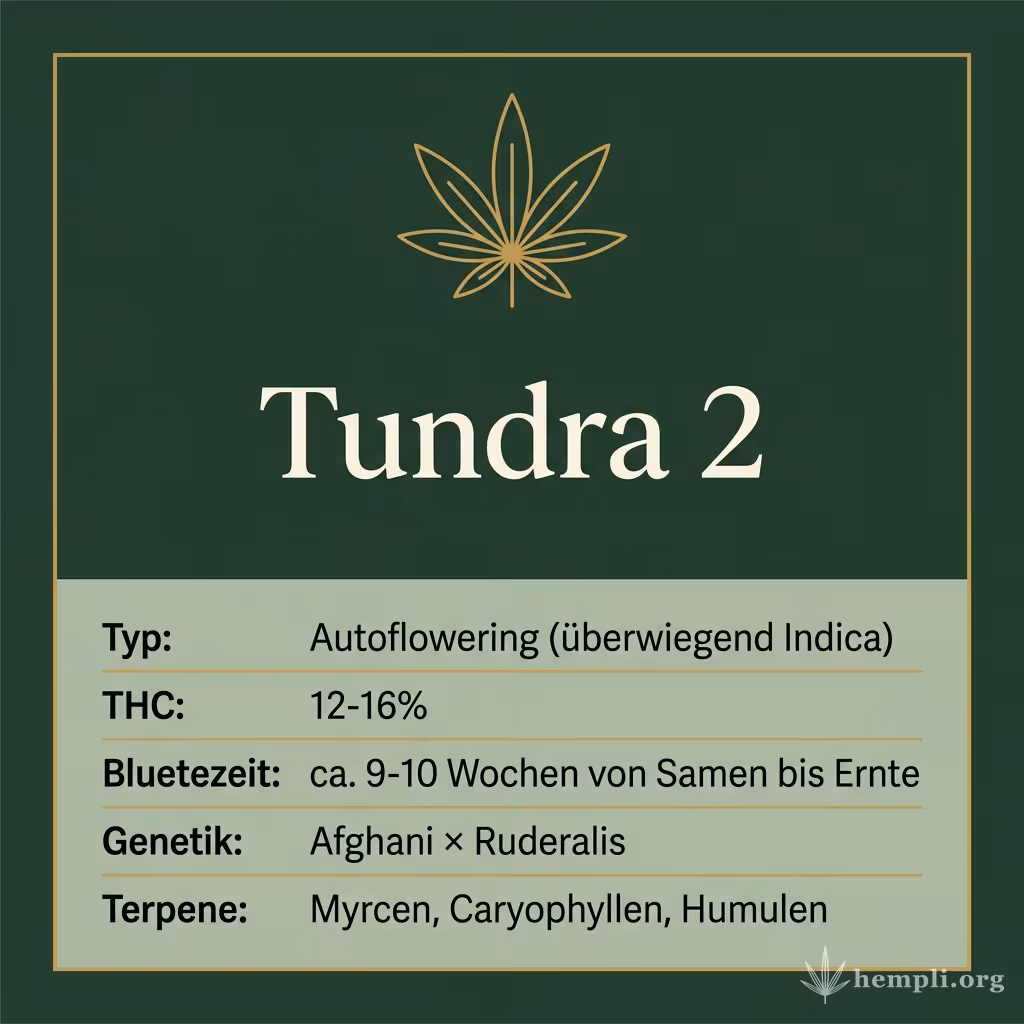 Infografik mit Tundra 2 Key Facts: Typ Autoflowering (überwiegend Indica), THC 12-16%, Bluetezeit ca. 9-10 Wochen von Samen bis Ernte, Genetik Afghani × Ruderalis und Terpene Myrcen, Caryophyllen, Humulen