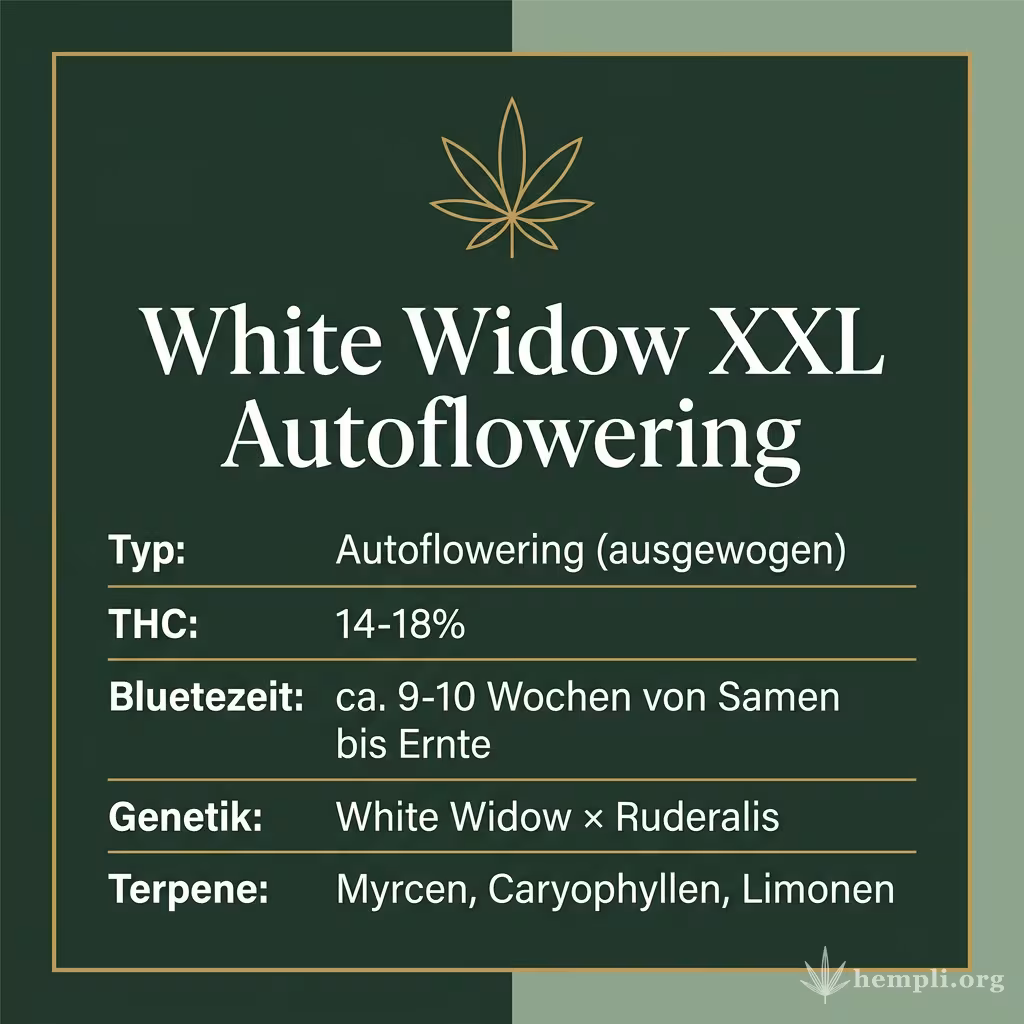 Infografik mit White Widow XXL Autoflowering Key Facts: Typ Autoflowering (ausgewogen), THC 14-18%, Bluetezeit ca. 9-10 Wochen von Samen bis Ernte, Genetik White Widow × Ruderalis und Terpene Myrcen, Caryophyllen, Limonen