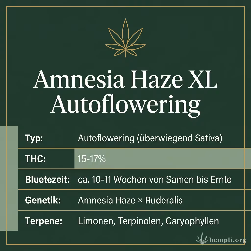 Infografik mit Amnesia Haze XL Autoflowering Key Facts: Typ Autoflowering (überwiegend Sativa), THC 15-17%, Bluetezeit ca. 10-11 Wochen von Samen bis Ernte, Genetik Amnesia Haze × Ruderalis und Terpene Limonen, Terpinolen, Caryophyllen