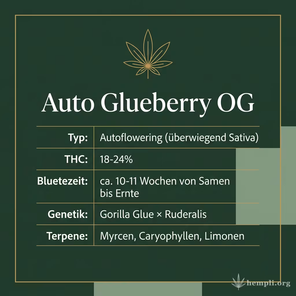 Infografik mit Auto Glueberry OG Key Facts: Typ Autoflowering (überwiegend Sativa), THC 18-24%, Bluetezeit ca. 10-11 Wochen von Samen bis Ernte, Genetik Gorilla Glue × Ruderalis und Terpene Myrcen, Caryophyllen, Limonen
