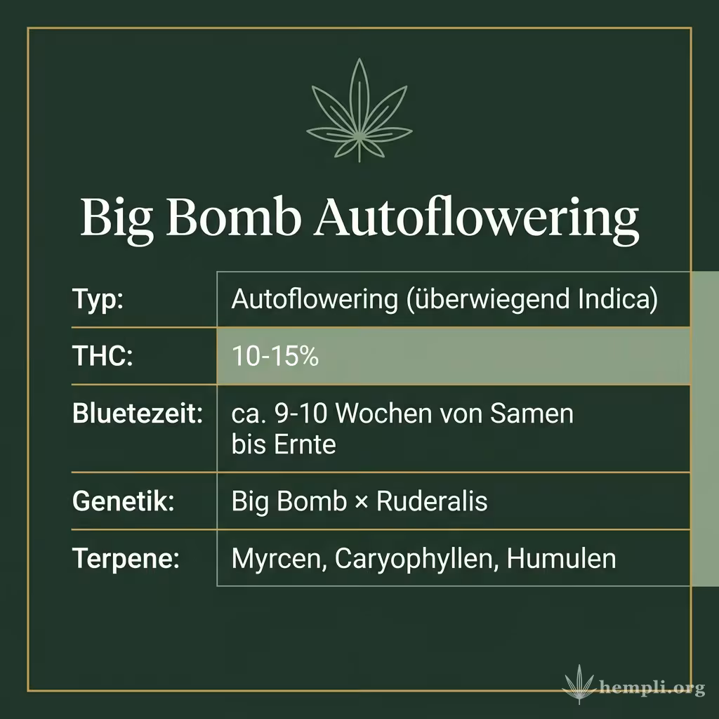Infografik mit Big Bomb Autoflowering Key Facts: Typ Autoflowering (überwiegend Indica), THC 10-15%, Bluetezeit ca. 9-10 Wochen von Samen bis Ernte, Genetik Big Bomb × Ruderalis und Terpene Myrcen, Caryophyllen, Humulen