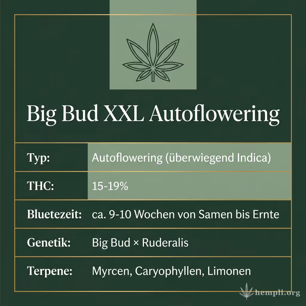 Infografik mit Big Bud XXL Autoflowering Key Facts: Typ Autoflowering (überwiegend Indica), THC 15-19%, Bluetezeit ca. 9-10 Wochen von Samen bis Ernte, Genetik Big Bud × Ruderalis und Terpene Myrcen, Caryophyllen, Limonen