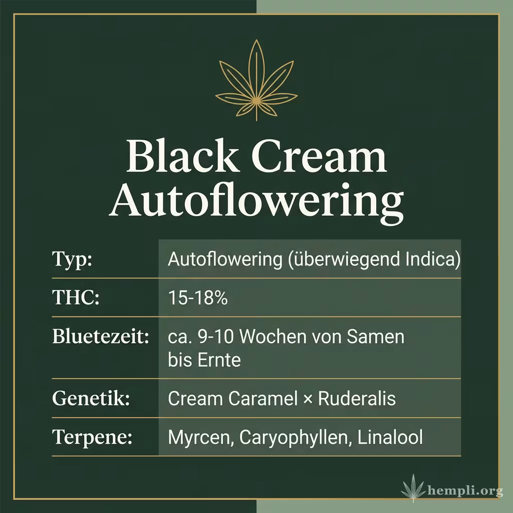 Infografik mit Black Cream Autoflowering Key Facts: Typ Autoflowering (überwiegend Indica), THC 15-18%, Bluetezeit ca. 9-10 Wochen von Samen bis Ernte, Genetik Cream Caramel × Ruderalis und Terpene Myrcen, Caryophyllen, Linalool