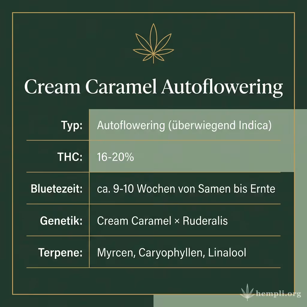 Infografik mit Cream Caramel Autoflowering Key Facts: Typ Autoflowering (überwiegend Indica), THC 16-20%, Bluetezeit ca. 9-10 Wochen von Samen bis Ernte, Genetik Cream Caramel × Ruderalis und Terpene Myrcen, Caryophyllen, Linalool