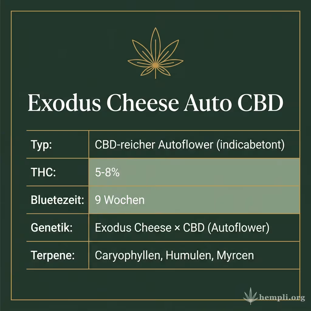 Infografik mit Exodus Cheese Auto CBD Key Facts: Typ CBD-reicher Autoflower (indicabetont), THC 5-8%, Bluetezeit 9 Wochen, Genetik Exodus Cheese × CBD (Autoflower) und Terpene Caryophyllen, Humulen, Myrcen