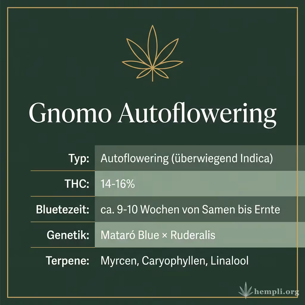 Infografik mit Gnomo Autoflowering Key Facts: Typ Autoflowering (überwiegend Indica), THC 14-16%, Bluetezeit ca. 9-10 Wochen von Samen bis Ernte, Genetik Mataró Blue × Ruderalis und Terpene Myrcen, Caryophyllen, Linalool