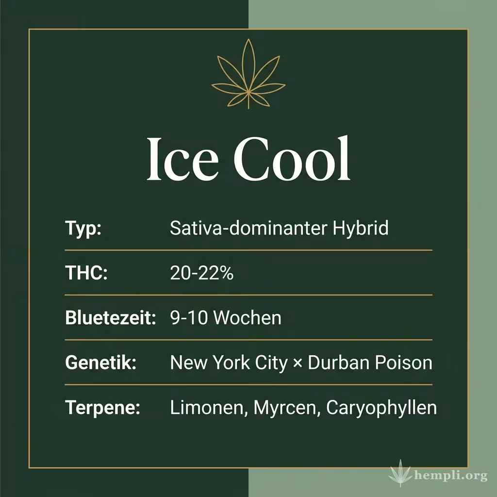 Infografik mit Ice Cool Key Facts: Typ Sativa-dominanter Hybrid, THC 20-22%, Bluetezeit 9-10 Wochen, Genetik New York City × Durban Poison und Terpene Limonen, Myrcen, Caryophyllen