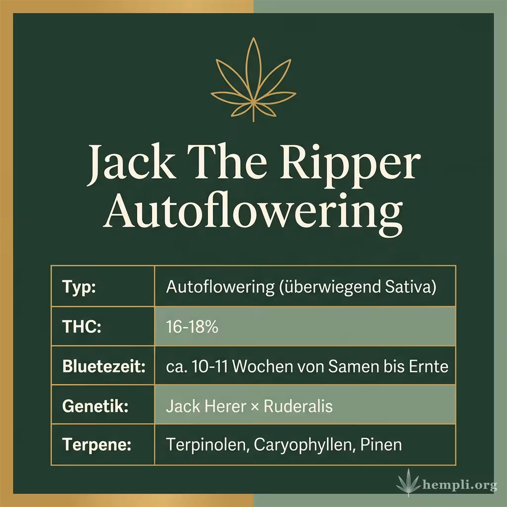 Infografik mit Jack The Ripper Autoflowering Key Facts: Typ Autoflowering (überwiegend Sativa), THC 16-18%, Bluetezeit ca. 10-11 Wochen von Samen bis Ernte, Genetik Jack Herer × Ruderalis und Terpene Terpinolen, Caryophyllen, Pinen