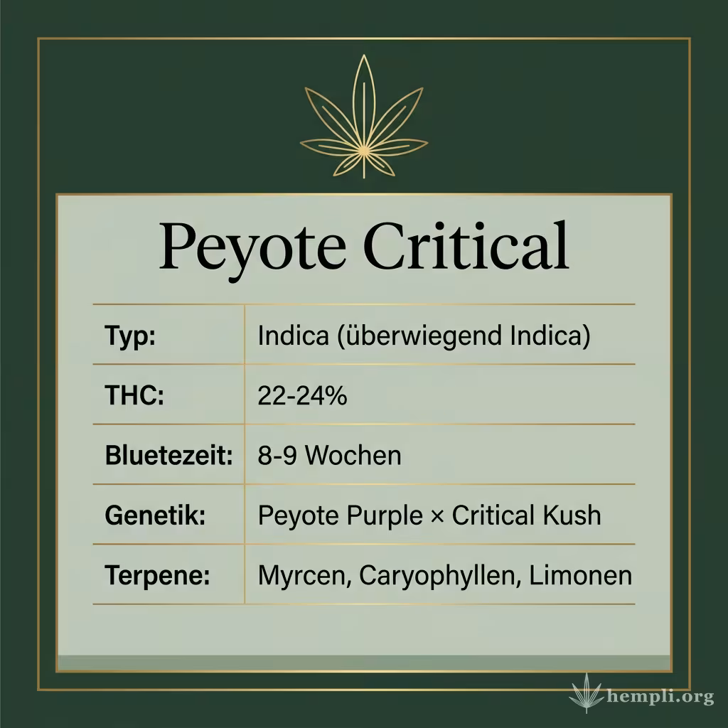 Infografik mit Peyote Critical Key Facts: Typ Indica (überwiegend Indica), THC 22-24%, Bluetezeit 8-9 Wochen, Genetik Peyote Purple × Critical Kush und Terpene Myrcen, Caryophyllen, Limonen