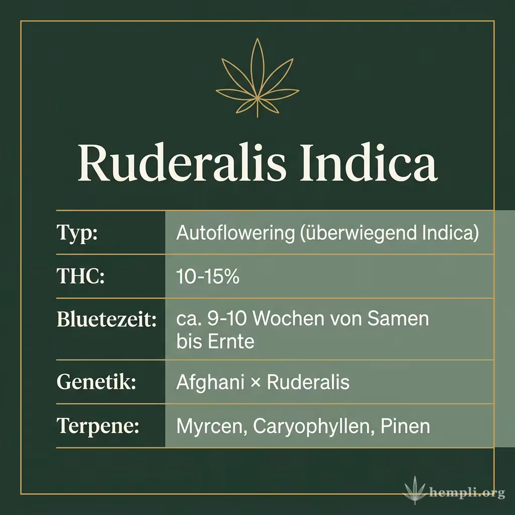 Infografik mit Ruderalis Indica Key Facts: Typ Autoflowering (überwiegend Indica), THC 10-15%, Bluetezeit ca. 9-10 Wochen von Samen bis Ernte, Genetik Afghani × Ruderalis und Terpene Myrcen, Caryophyllen, Pinen