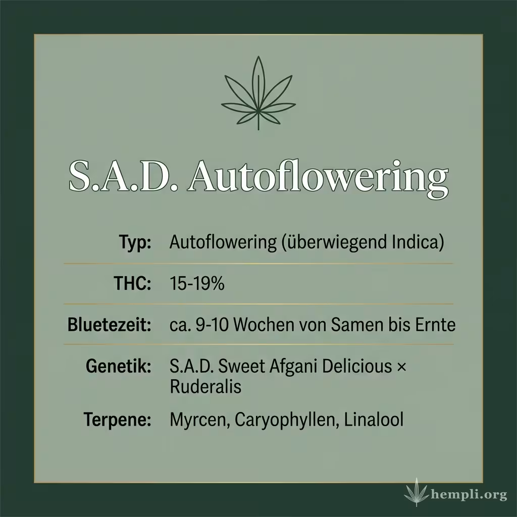 Infografik mit S.A.D. Autoflowering Key Facts: Typ Autoflowering (überwiegend Indica), THC 15-19%, Bluetezeit ca. 9-10 Wochen von Samen bis Ernte, Genetik S.A.D. Sweet Afgani Delicious × Ruderalis und Terpene Myrcen, Caryophyllen, Linalool