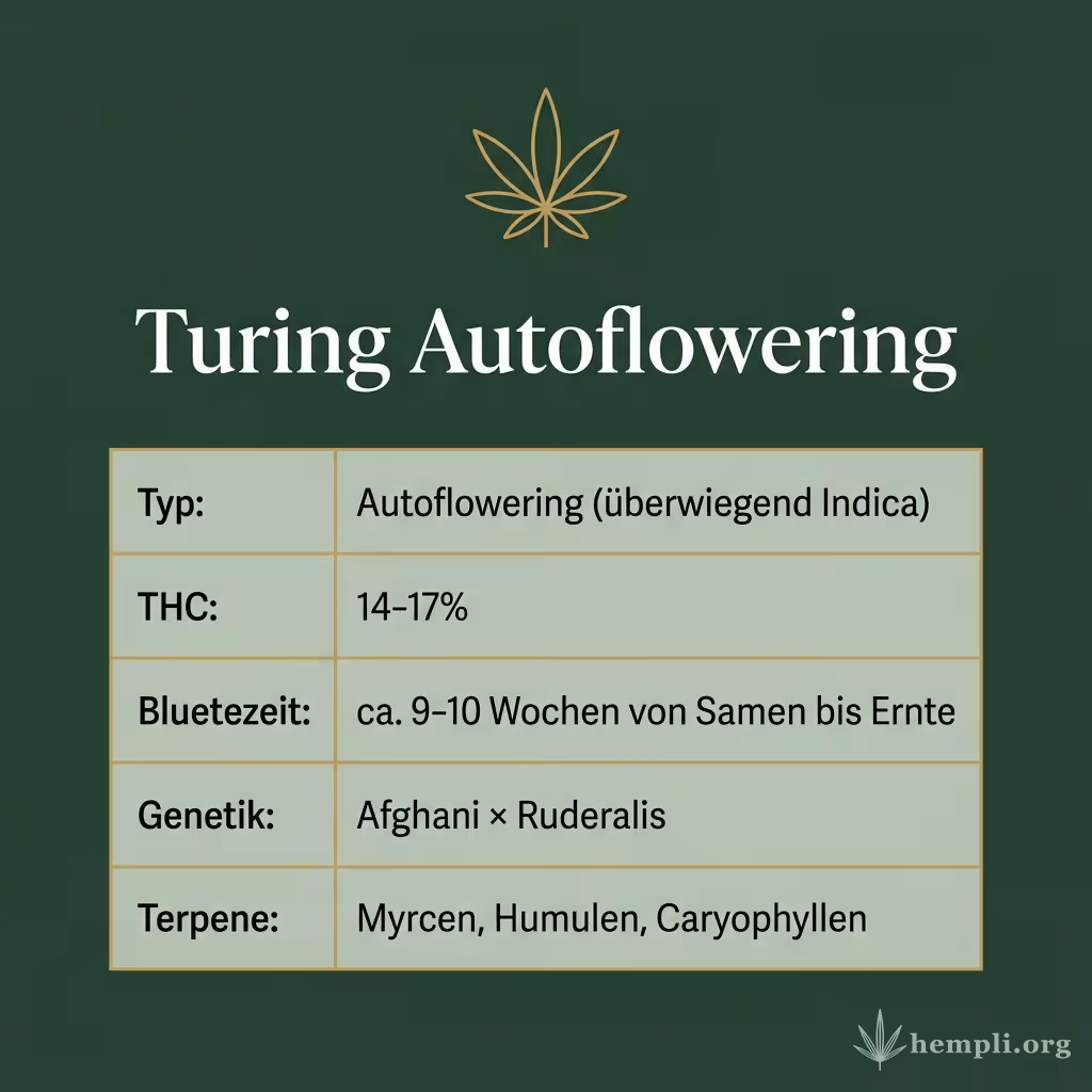 Infografik mit Turing Autoflowering Key Facts: Typ Autoflowering (überwiegend Indica), THC 14-17%, Bluetezeit ca. 9-10 Wochen von Samen bis Ernte, Genetik Afghani × Ruderalis und Terpene Myrcen, Humulen, Caryophyllen