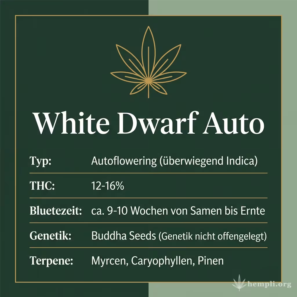 Infografik mit White Dwarf Auto Key Facts: Typ Autoflowering (überwiegend Indica), THC 12-16%, Bluetezeit ca. 9-10 Wochen von Samen bis Ernte, Genetik Buddha Seeds (Genetik nicht offengelegt) und Terpene Myrcen, Caryophyllen, Pinen